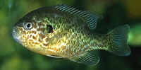 (Common) Sunfish / Pumpkinseed Lepomis gibbosus