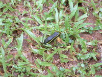 : Ameerega trivittata