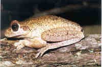 : Hypsiboas lundii