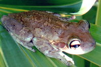 : Osteopilus septentrionalis; Cuban Treefrog