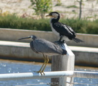 : Ardea novaehollandiae and phalacrocorax melanoeucos; White Faced Heron And Little Pie...