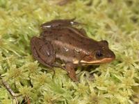 : Rana virgatipes; Carpenter Frog