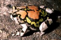 : Scaphiophryne gottlebei; Gottlebe's Narrow-mouthed Frog