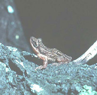 : Scinax staufferi