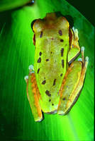 : Smilisca phaeota; Masked Tree Frog