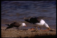 : Larus livens; Yellow-footed Gull