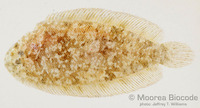 : Aseraggodes sp.