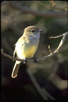 : Myiarchus magnirostris; Galapagos Broad Bill Flycatcher