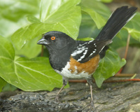 : Pipilo maculatus; Spotted Towhee