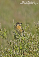 : Saxicola torquata; Stonechat