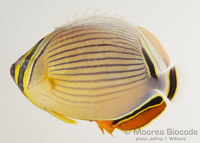 : Chaetodon lunulatus