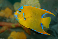 : Holocanthus ciliaris; Queen Angelfish