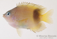 : Plectroglyphidodon johnstonianus