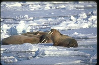 : Odobenus rosmarus rosmarus; Walrus