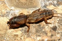 : Gryllotalpa gryllotalpa; Mole Cricket