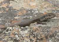: Egernia sp.; Mt. Kaputar Skink