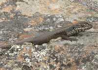 : Egernia sp.; Mt. Kaputar Skink