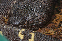 : Heloderma horridum exasperatum; Beaded Lizard