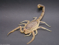 : Leiurus quinquestriatus; Death Stalker Scorpion