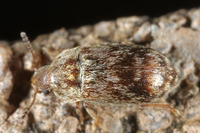 : Xerasia grisescens