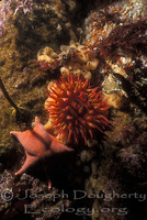 : Urticina lofotensis; Tealia Anemone;