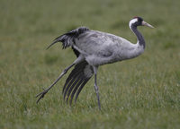 Common Crane