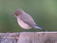 Red-throated Flycatcher (Ficedula parva) 2005. január 10. Corbett Tiger Reserve (Dhikala)