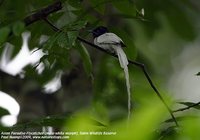 Mangoverde World Bird Guide Photo Page: Asian Paradise-Flycatcher Terpsiphone paradisi