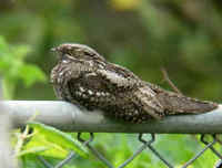 Grey Nightjar