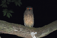 Buffy Fish-Owl ( Ketupa ketupu )