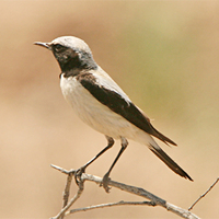 Desert Wheatear