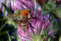 Moshumle (Bombus muscorum) Foto/billede af