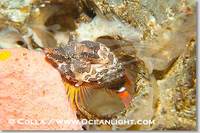...Image 13725, Grunt sculpin poised in a barnacle shell.  Grunt sculpin have evolved into its stra