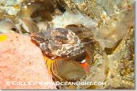 ...erfectly, using the shell to protect its eggs and itself., Rhamphocottus richardsoni, Phillip Co...