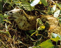 반점삵괭이 Prionodon pardicolor