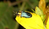 Anthaxia nitidula signaticollis