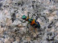 Cicindela chinensis japonica