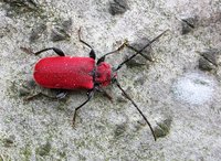 Pyrrhidium sanguineum