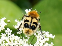 Trichius fasciatus