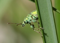 Phyllobius arborator