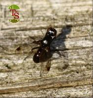 Sepsis cynipsea
