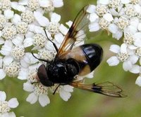 Volucella pellucens - Pellucid Hoverfly