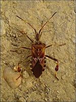 Leptoglossus occidentalis - Western Conifer Seed Bug