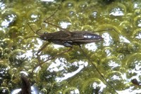 Gerris lacustris - Common Pondskater