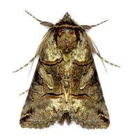 Abrostola asclepiadis