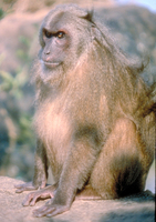 Stump-tailed macaque (Macaca arctoides)