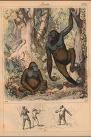 Gorilla (Gorilla sp.)
