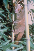Coquerel's giant mouse lemur (Mirza coquereli)