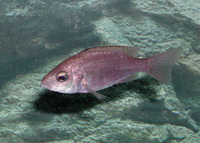 Copadichromis virginalis, : fisheries, aquarium