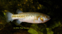 Crenichthys nevadae, Railroad Valley springfish: aquarium